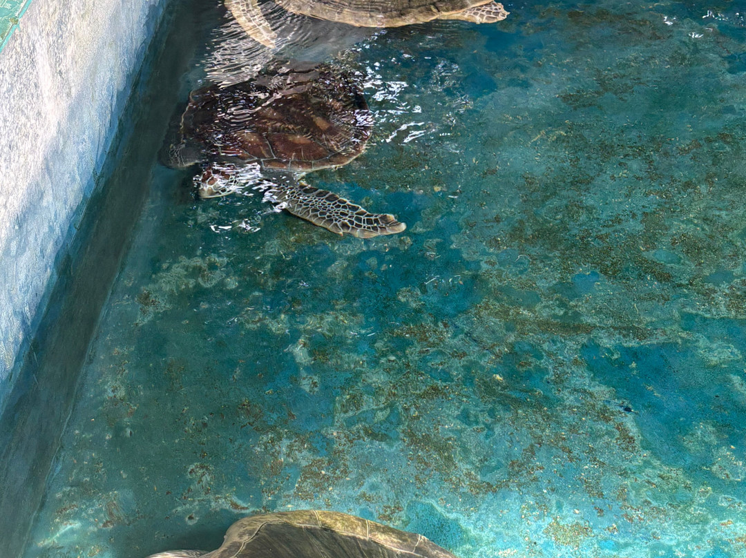 Sea Turtle Farm Galle Mahamodara-加勒必去景点