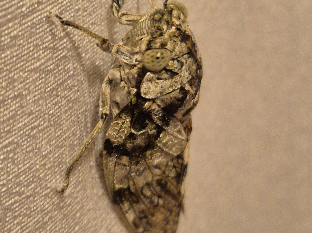 Betsileo Country Lodge主图