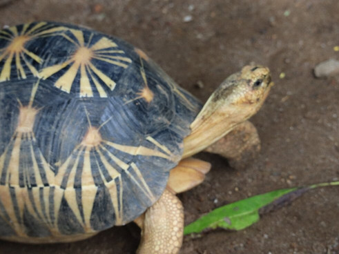 Black Lemur Sanctuary-Nosy Komba必去景点