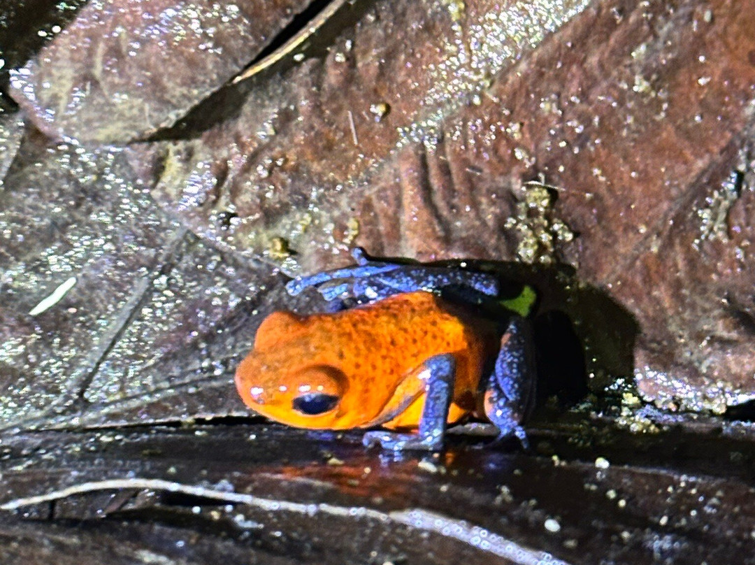 Frog's Paradise-Bijagua de Upala必去景点