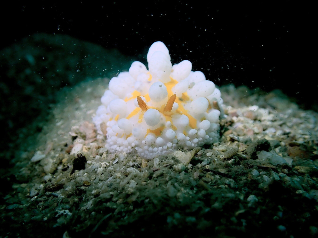 Bubbles Up! Dive center-高龙撒冷岛必去景点