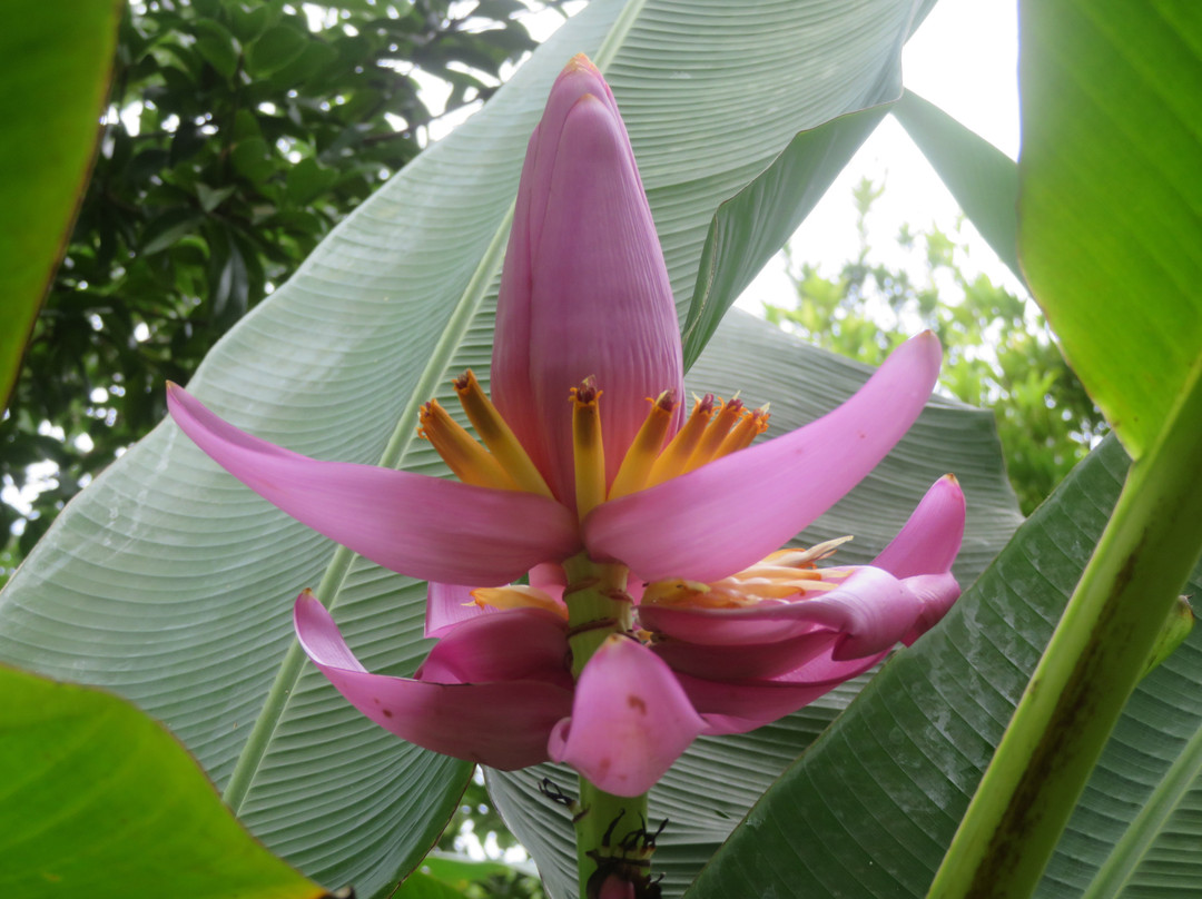 Biomuseo-巴拿马城必去景点