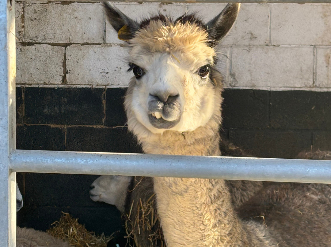 Big Sheep & Little Cow-Bedale必去景点