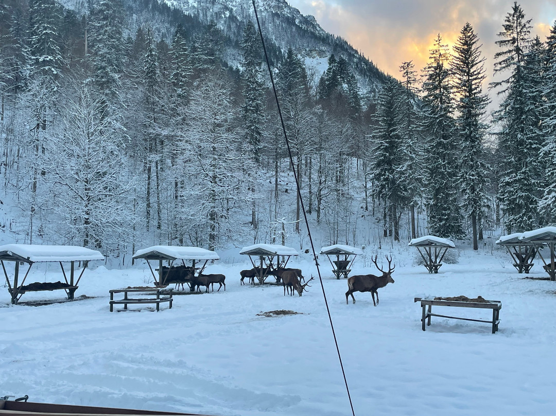 Ettal Wintersport: Wildfutterung im Grasswangtal-埃塔尔必去景点