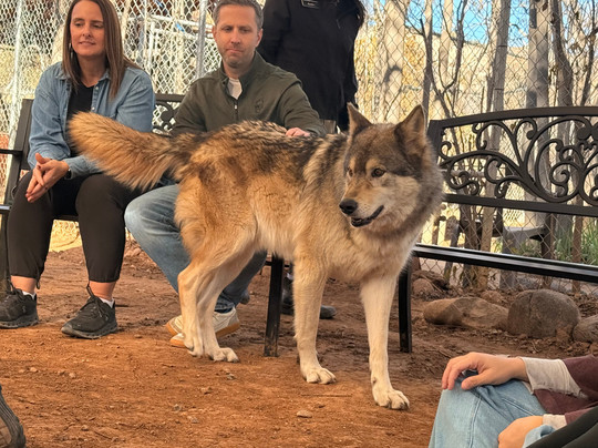Sedona Wolf Sanctuary-Rimrock必去景点