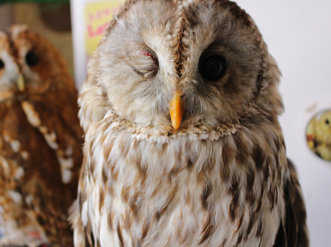 猫头鹰咖啡馆-涩谷区必去景点