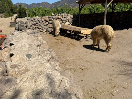 Emiliana Organic Vineyards-卡萨布兰卡必去景点