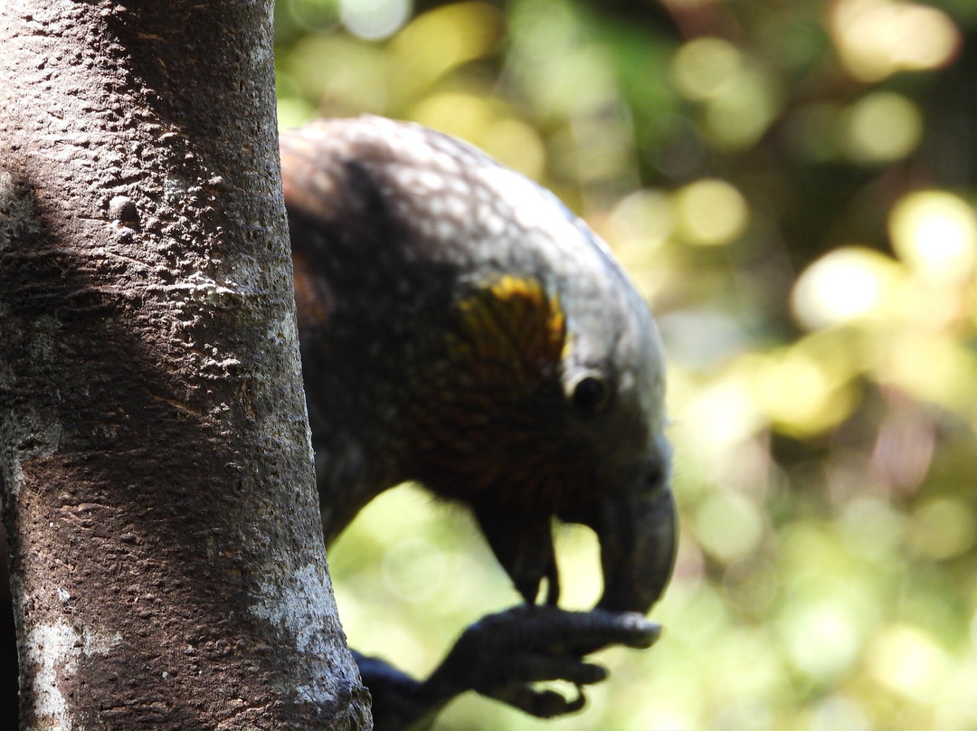 Orokonui Ecosanctuary-但尼丁必去景点