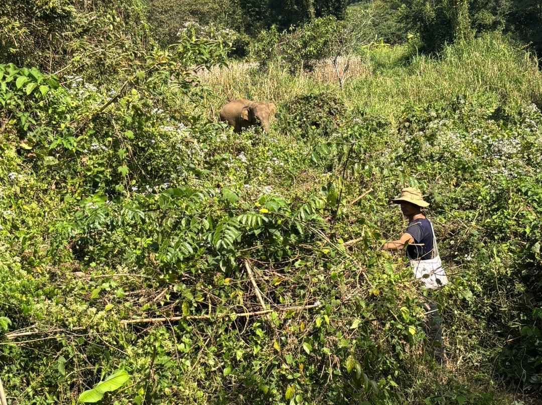 Elephant Sanctuary Care Park-清迈必去景点