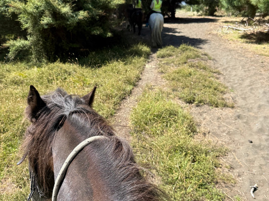 Muriwai Beach Horse Treks-穆里怀海滩必去景点