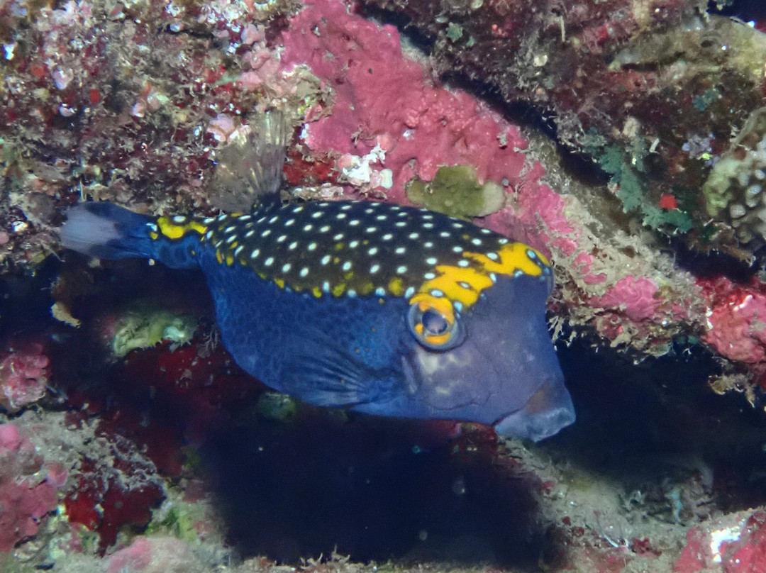 Maui Diamond Sea Sports-玛阿拉也亚必去景点