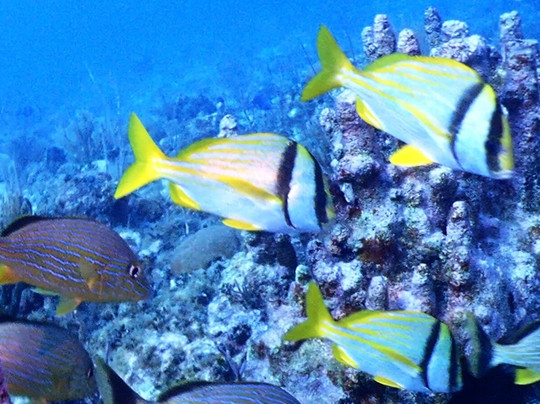 Jardines De La Reina-古巴必去景点