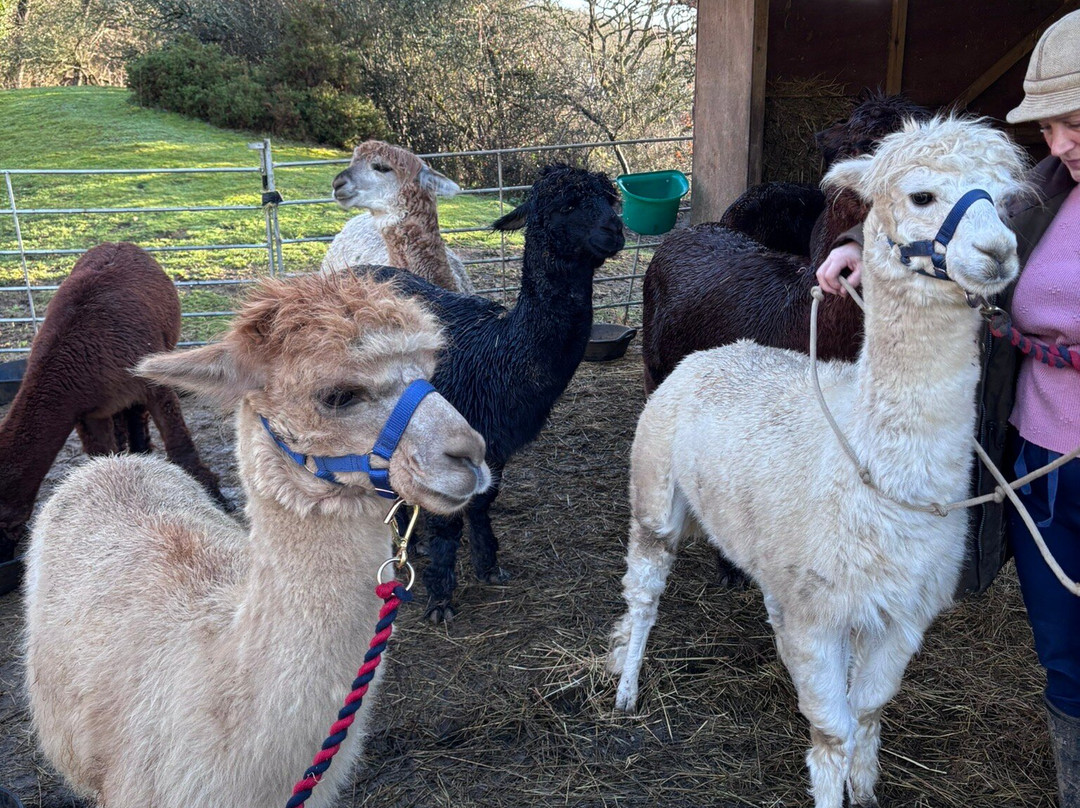 Bell Farm Alpacas-Pensford必去景点