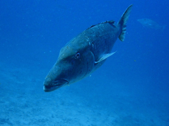 Wetzone Divers-拉克山必去景点