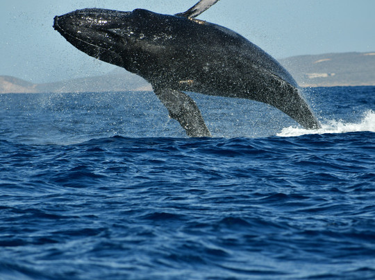 Whale Watch Cabo-卡波圣卢卡斯必去景点