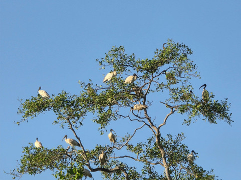 Chinuka Lagoon Safari-美蕊沙必去景点