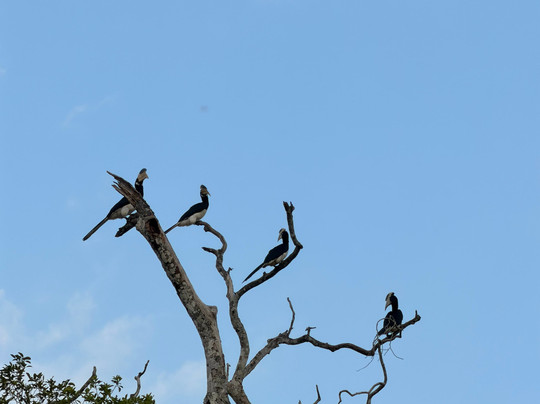 Yala Lahiru Safari-蒂瑟默哈拉默必去景点