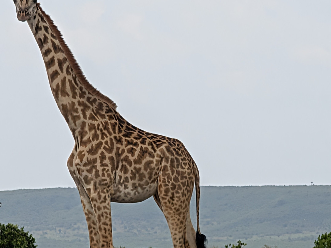 Shoor Safaris Kenya-内罗毕必去景点