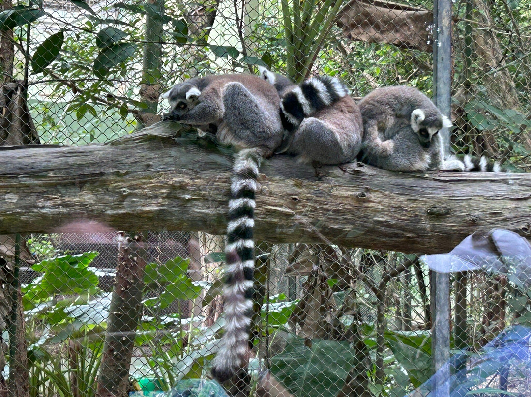Akumal Monkey Sanctuary & Rescued Animals-艾库玛尔必去景点