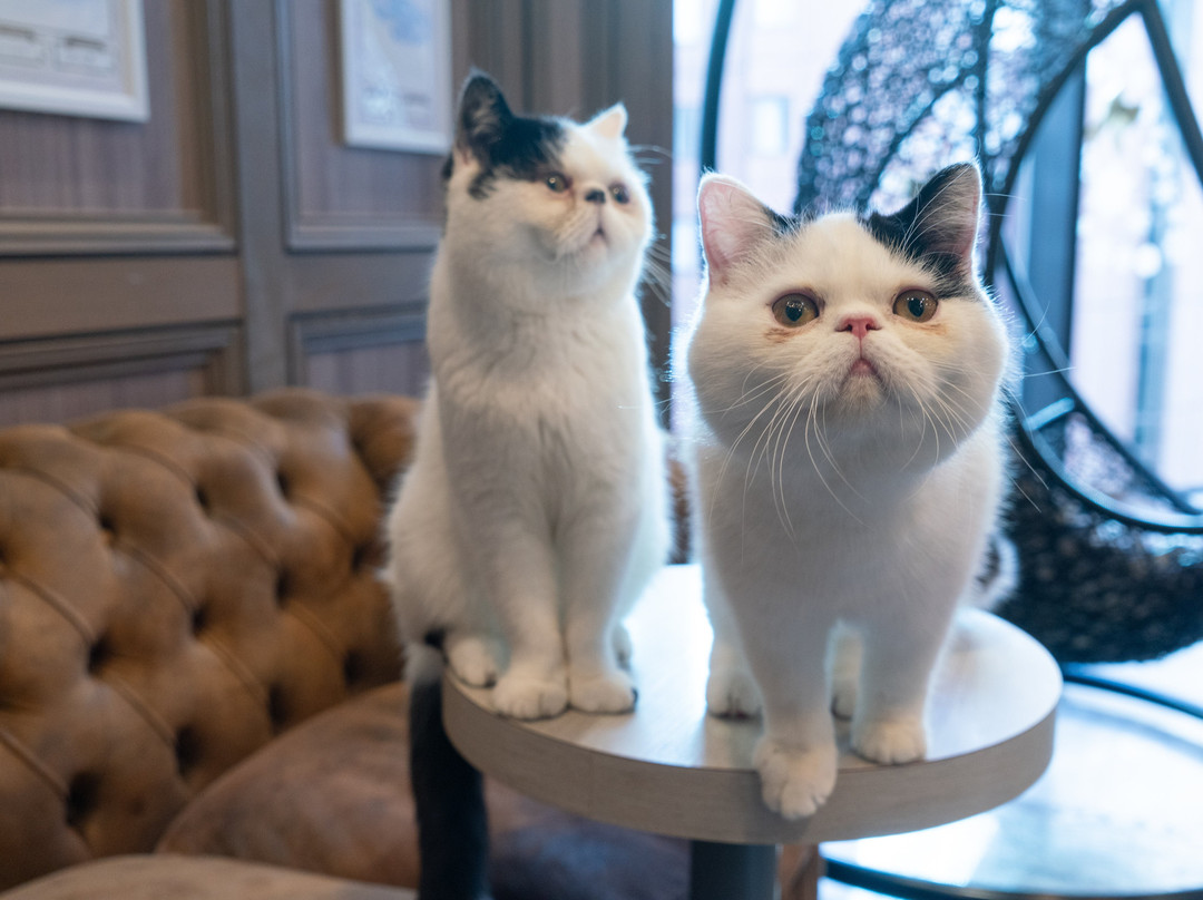 Cat Cafe Mocha Lounge Shibuya Koen-dori Branch-涩谷区必去景点
