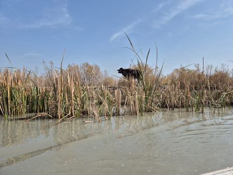 Aknaf Alsawary – Iraq Travel Agency-Baghdad必去景点