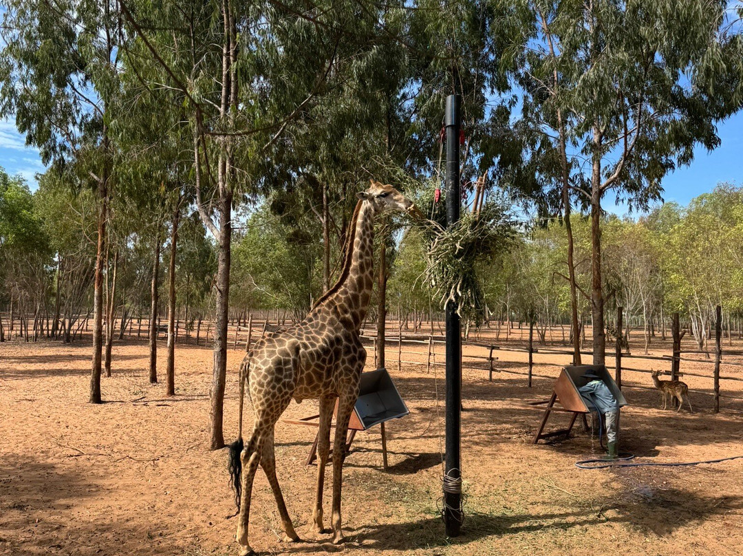 Safari Cafe-藩切市必去景点