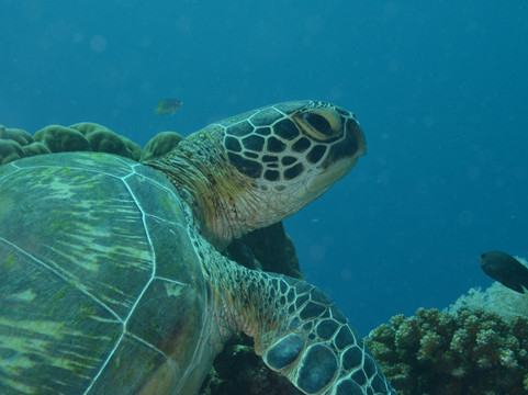 Tubod Marine Sanctuary-Tubod必去景点