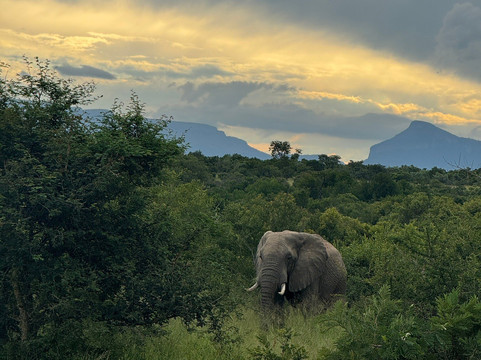 Mahlatini Luxury Travel-Rondebosch必去景点