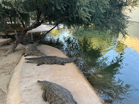 Dubai Crocodile Park-迪拜必去景点