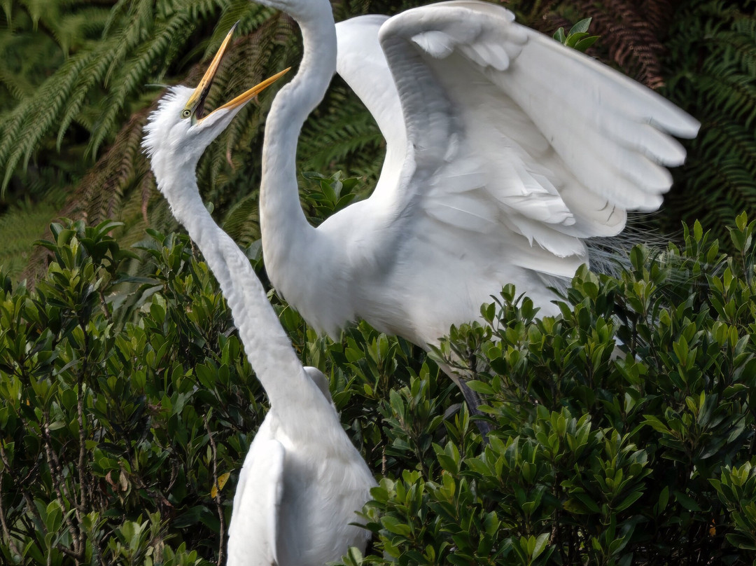 苍鹭保护区-Whataroa必去景点