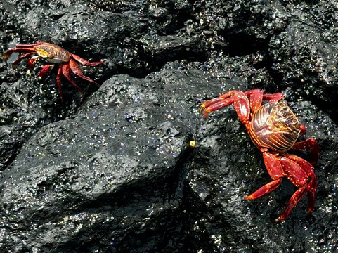 Playa Punta Carola-圣克里斯托瓦尔必去景点