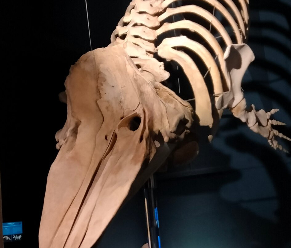 Museo di Scienze Naturali "E. Caffi"-贝加莫必去景点