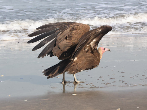 Kotu Beach-Kotu必去景点