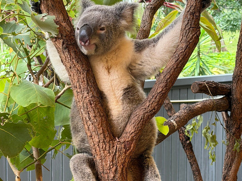 汉密尔顿岛野生动物世界-汉密尔顿岛必去景点