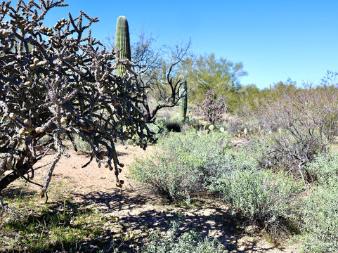 Cactus Forest Drive-图森必去景点