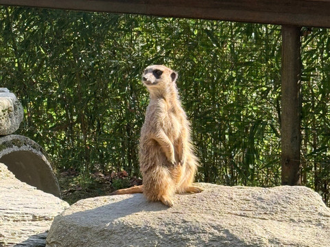 Parc Animalier Des Pyrénées-Ayzac-Ost必去景点