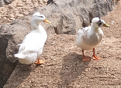 Parc Exotique Du Sénégal-恩加帕鲁必去景点
