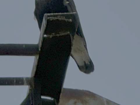 Reserva Ecológica Costanera Sur-布宜诺斯艾利斯必去景点