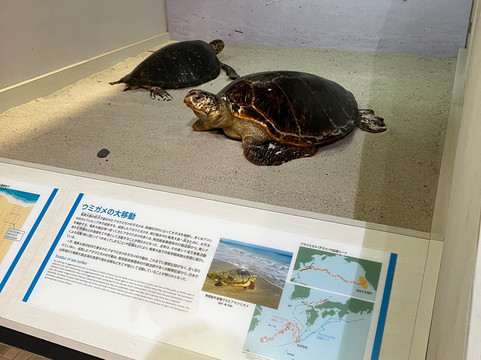 Amami Museum-奄美市必去景点