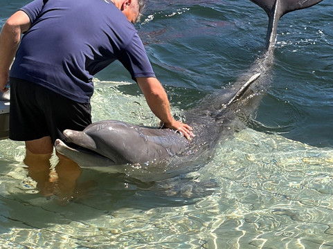 Dolphin Life-拉哥岛必去景点