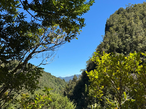 Kauaeranga Kauri Trail (Pinnacles Walk)-Thames必去景点