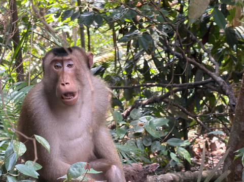 Trekking Orangutan Sumatra-武吉拉旺必去景点