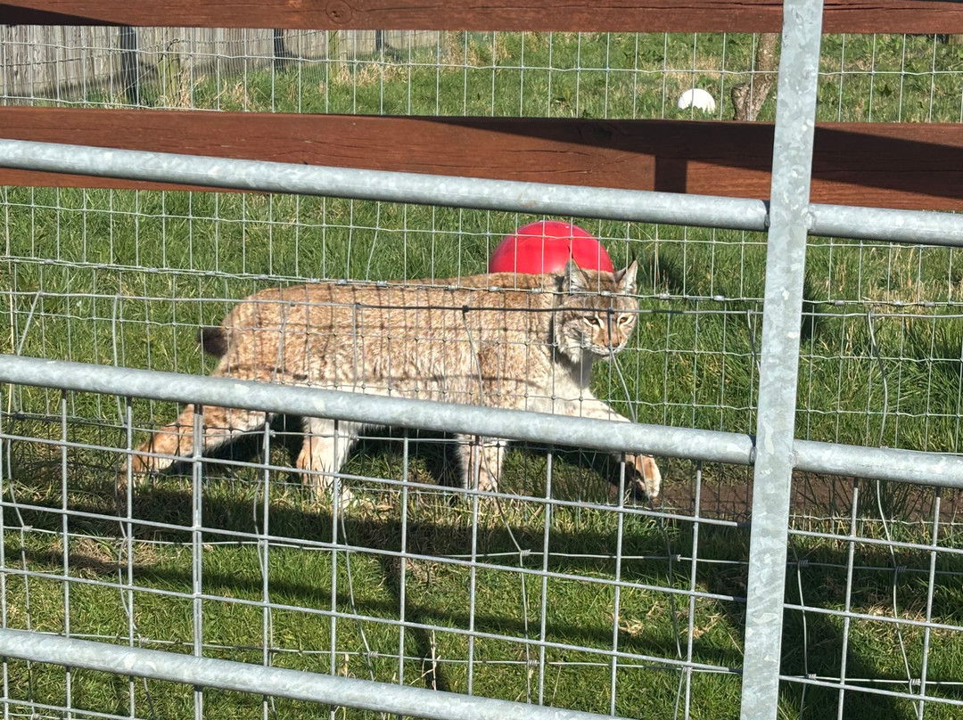 Ark Wildlife Park & Exotic Animal Sanctuary-Stickney必去景点