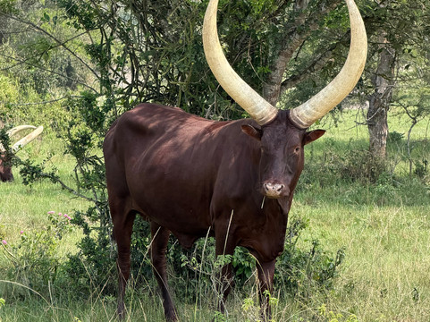 K Safaris-坎帕拉必去景点