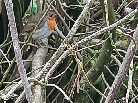 Biddulph Grange Garden-Biddulph必去景点