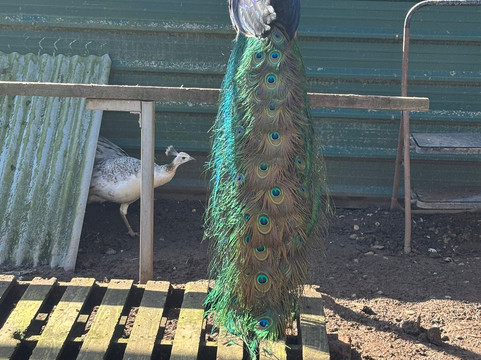 Peacocks Uk-Kempsey必去景点