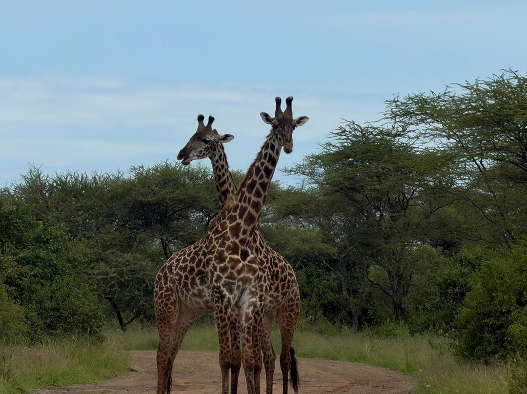 Dolphin Tours & Safaris Ltd-姆万扎必去景点