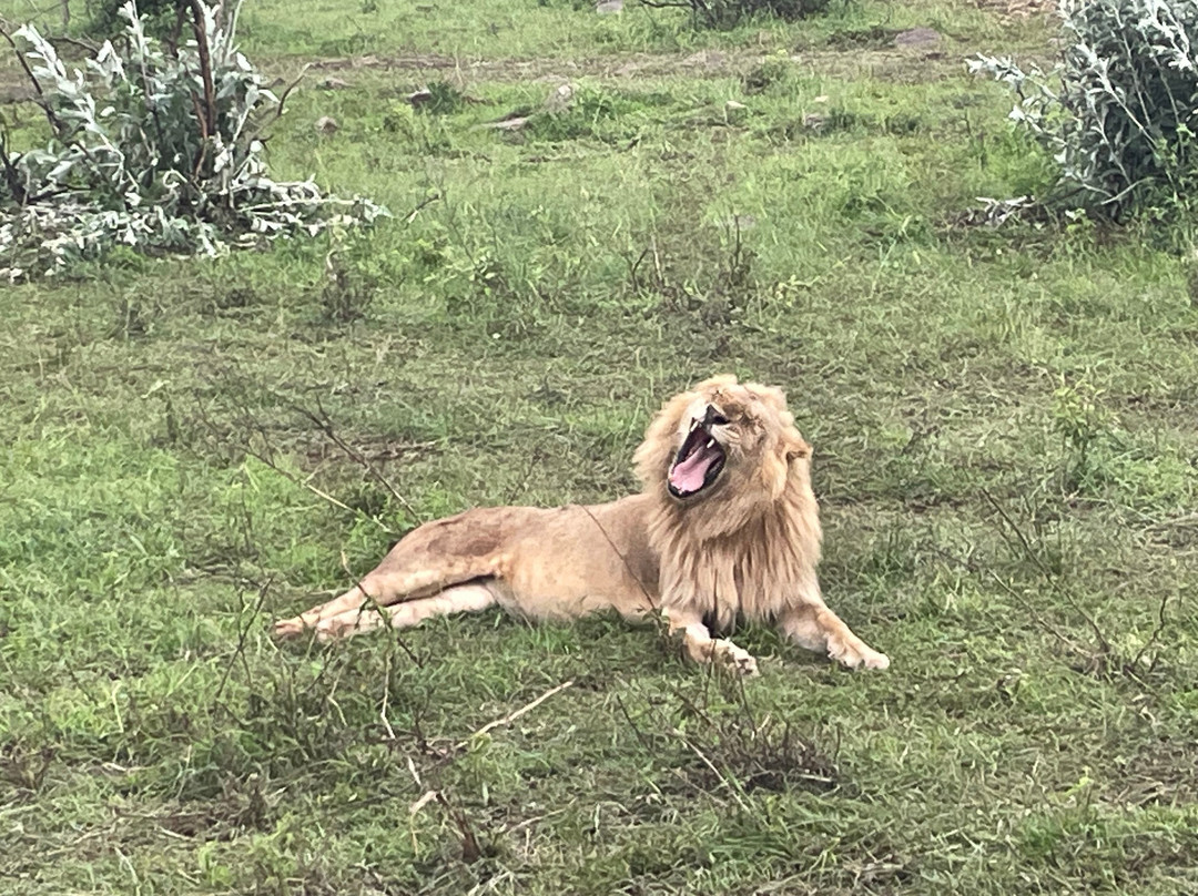 Meander Africa Safaris-内罗毕必去景点