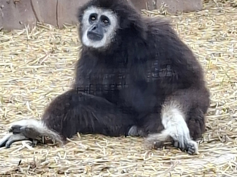 Monkey Park-洛斯克里斯蒂亚诺斯必去景点