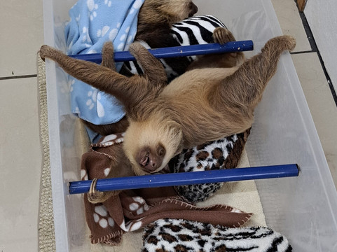 Sloth Sanctuary of Costa Rica-卡维塔必去景点